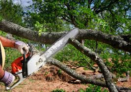 Coloma, MI Tree Care Company